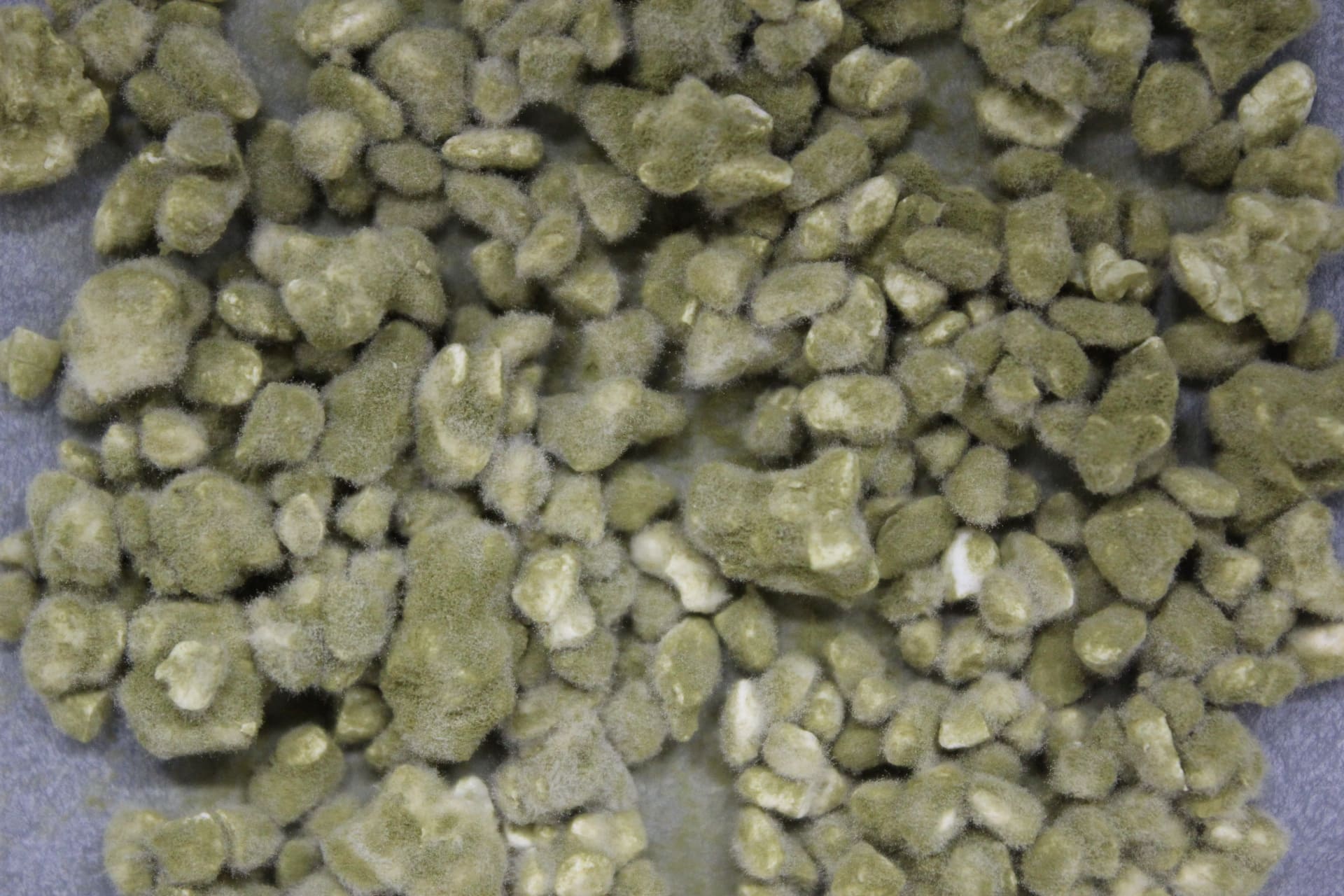 Rice koji colonized by yellow koji fungus (Photo courtesy of the National Research Institute of Brewing)