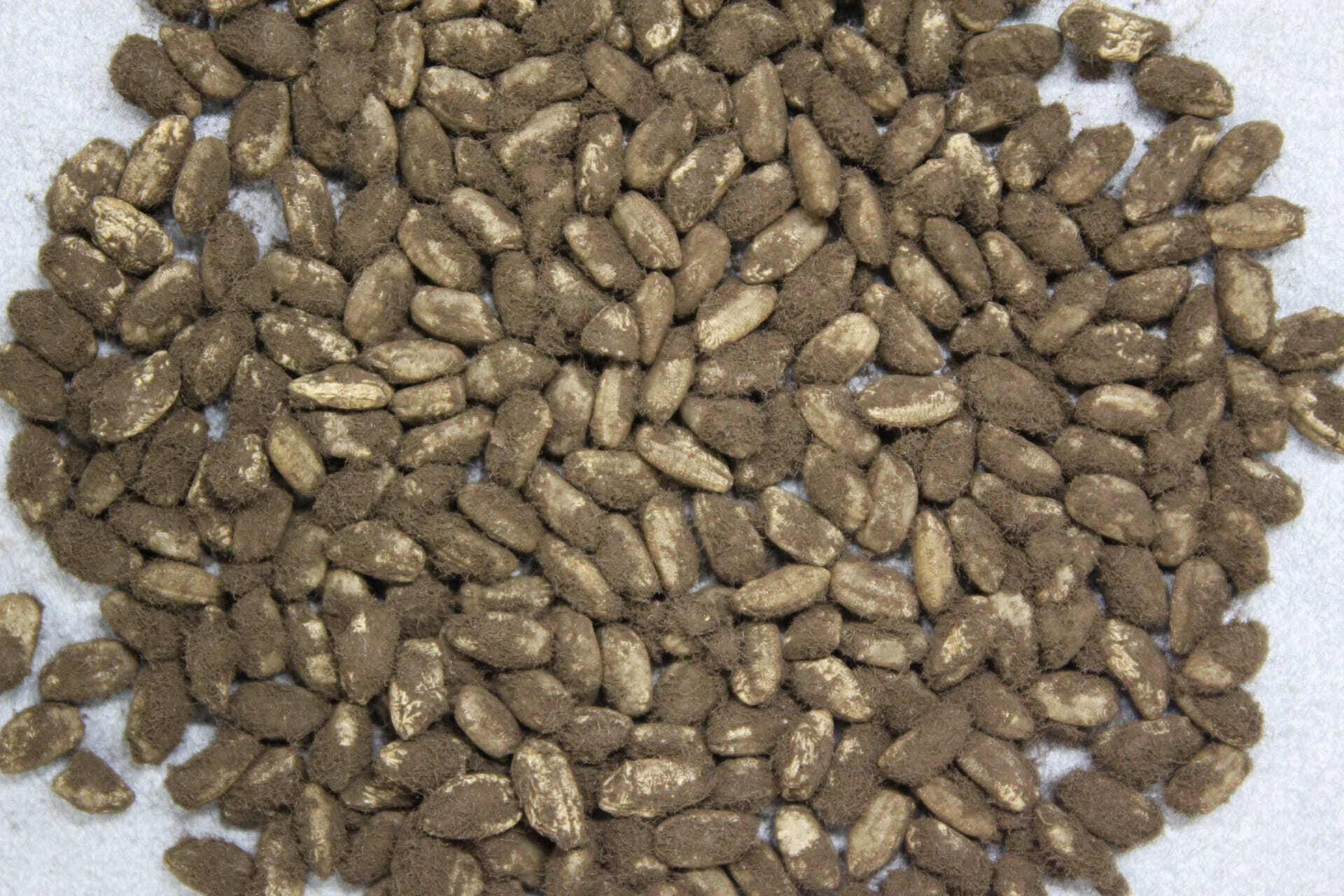 Rice koji colonized by black koji fungus (Photo courtesy of the National Research Institute of Brewing)