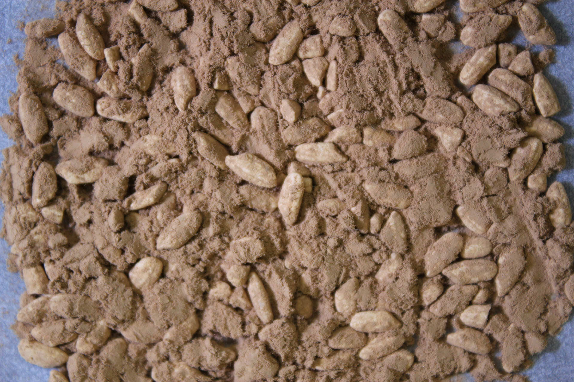 Rice koji colonized by white koji fungus (Photo courtesy of the National Research Institute of Brewing)